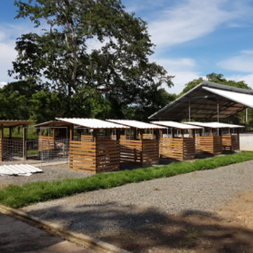 construcción centros de crianza ganado panamá